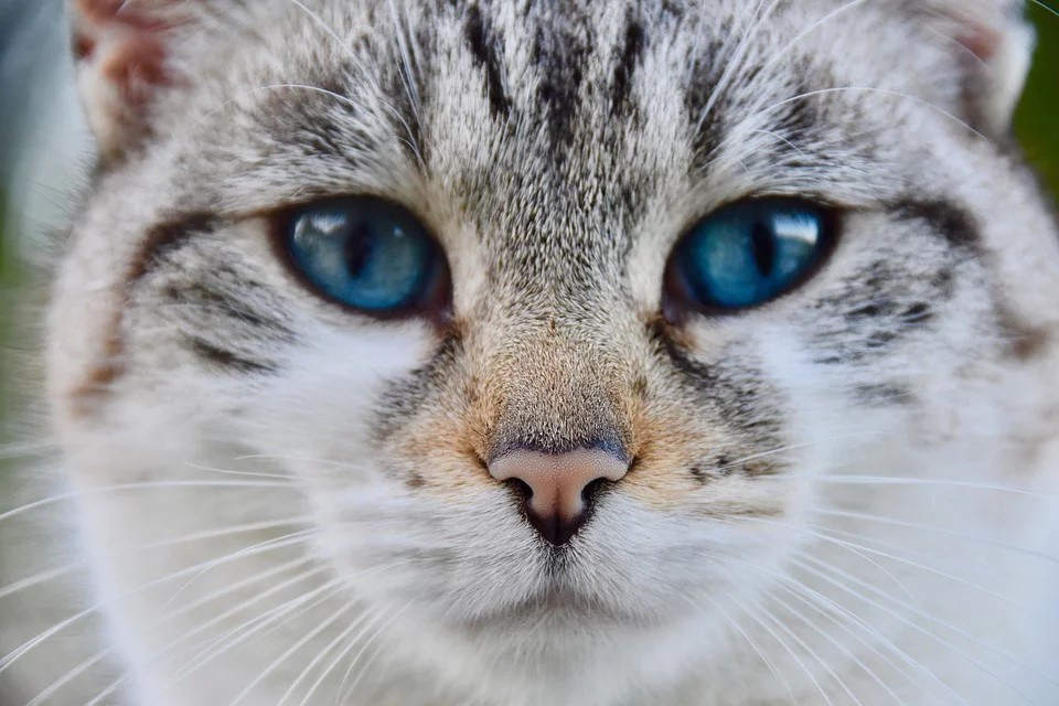 Vacciné, le chat de Schrödinger serait mort et guéri du coronavirus en même temps